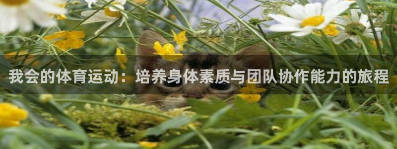 球客岛：我会的体育运动：培养身体素质与团队协作能力的旅程